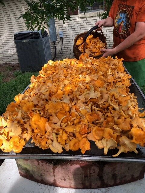 Chanterelle mushrooms.